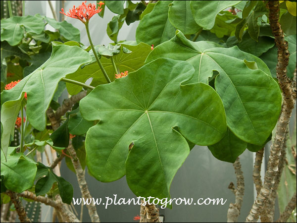 Buddha Belly Plant (Jatropha podgrica)